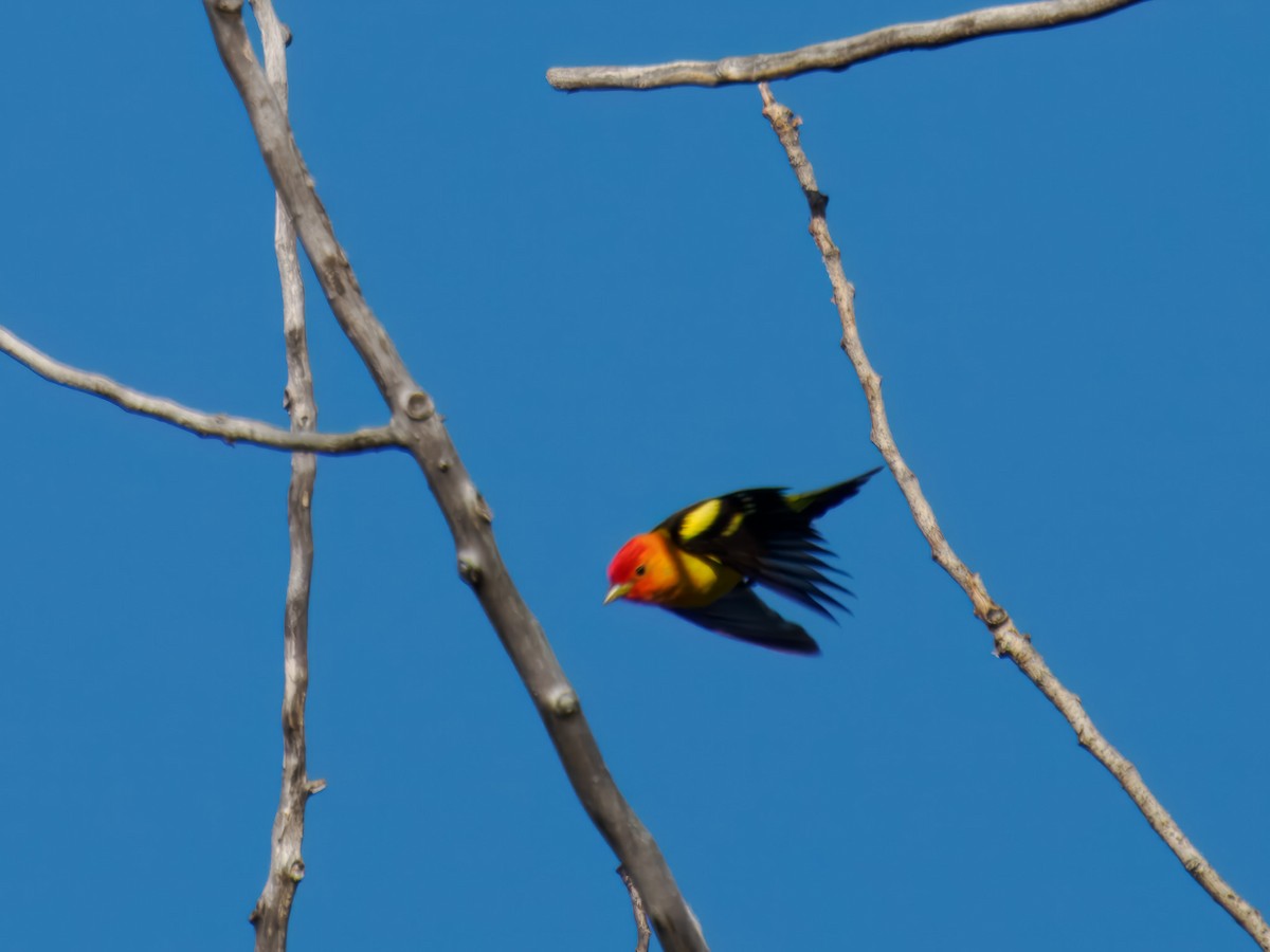 Western Tanager - ML619821696