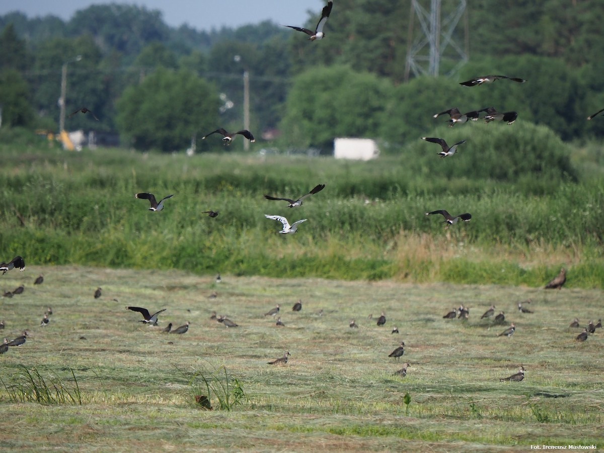 Northern Lapwing - ML619821699