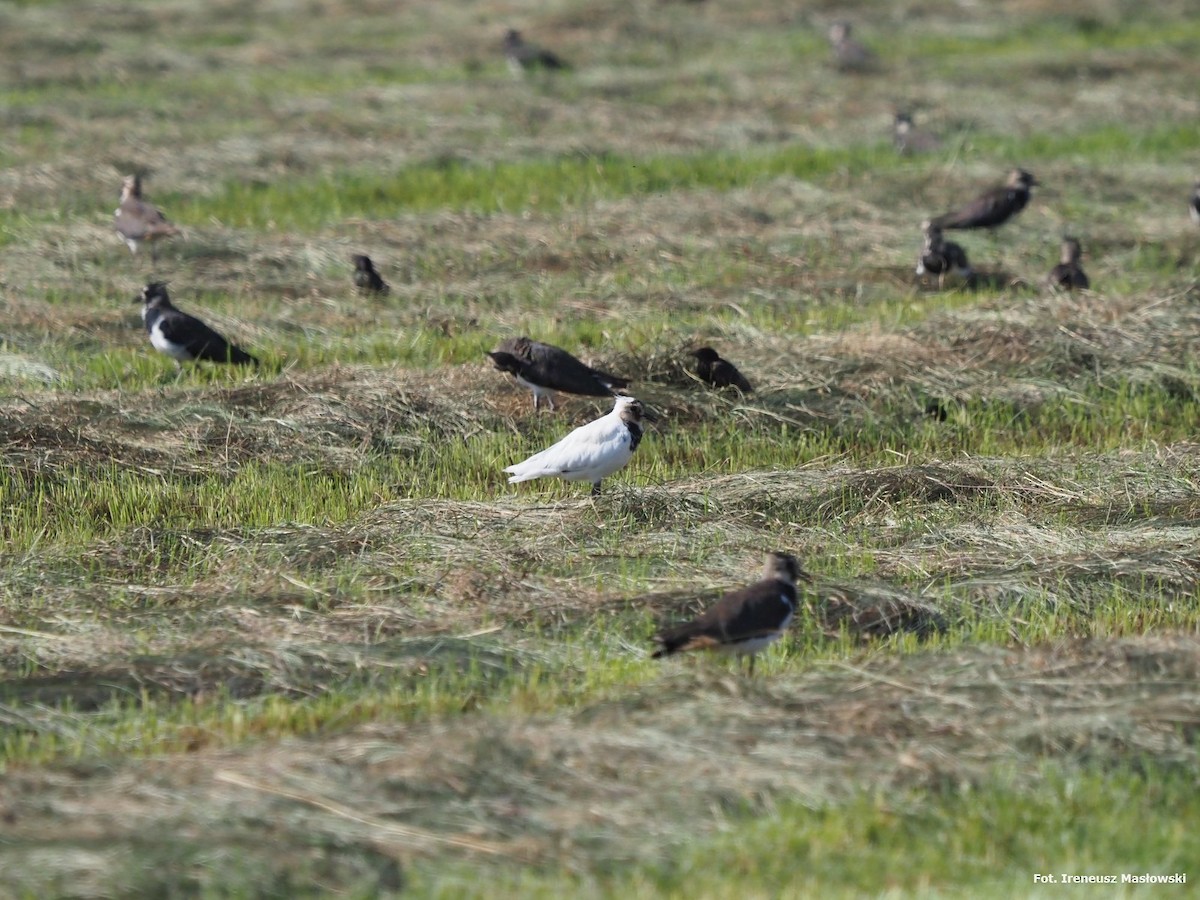 Northern Lapwing - Sławomir Niedźwiecki