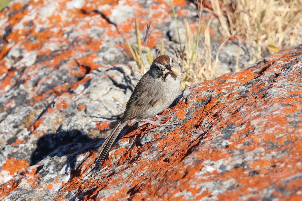 Rufous-crowned Sparrow - ML619821701