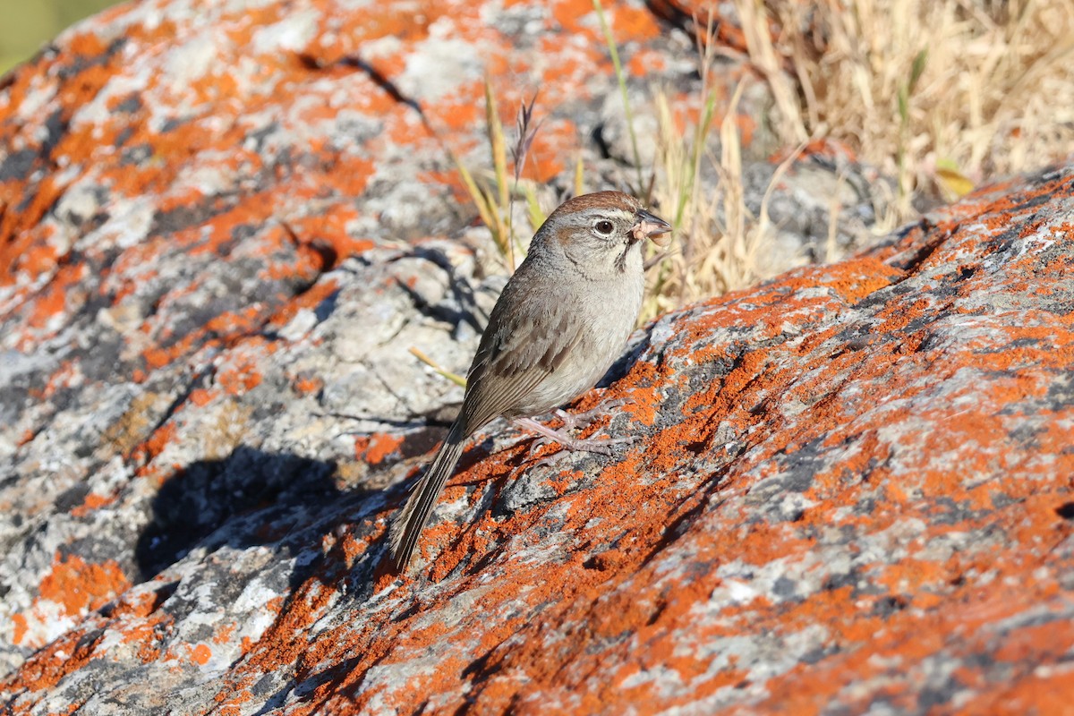 Rufous-crowned Sparrow - ML619821707