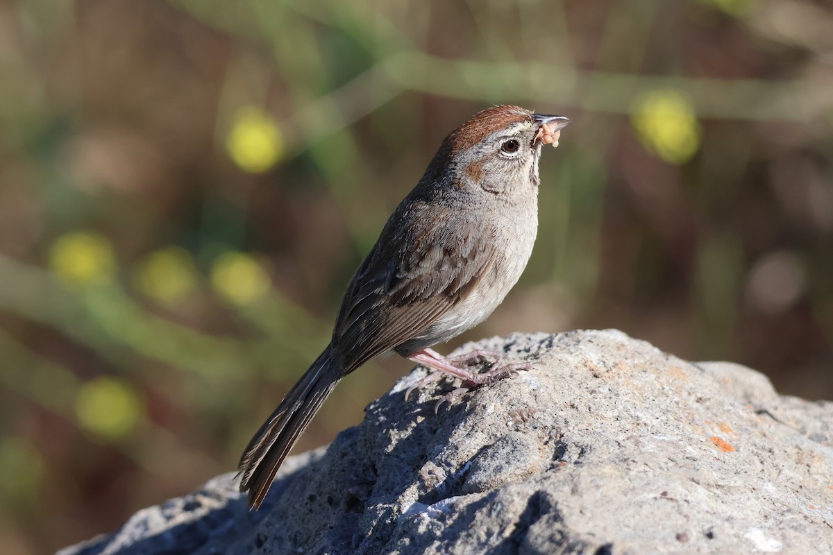 Rufous-crowned Sparrow - ML619821717