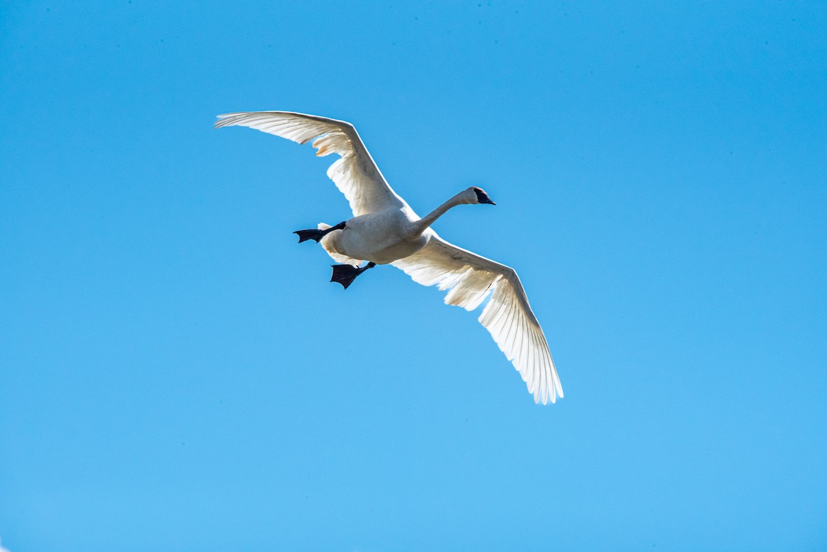 Trumpeter Swan - ML619821743