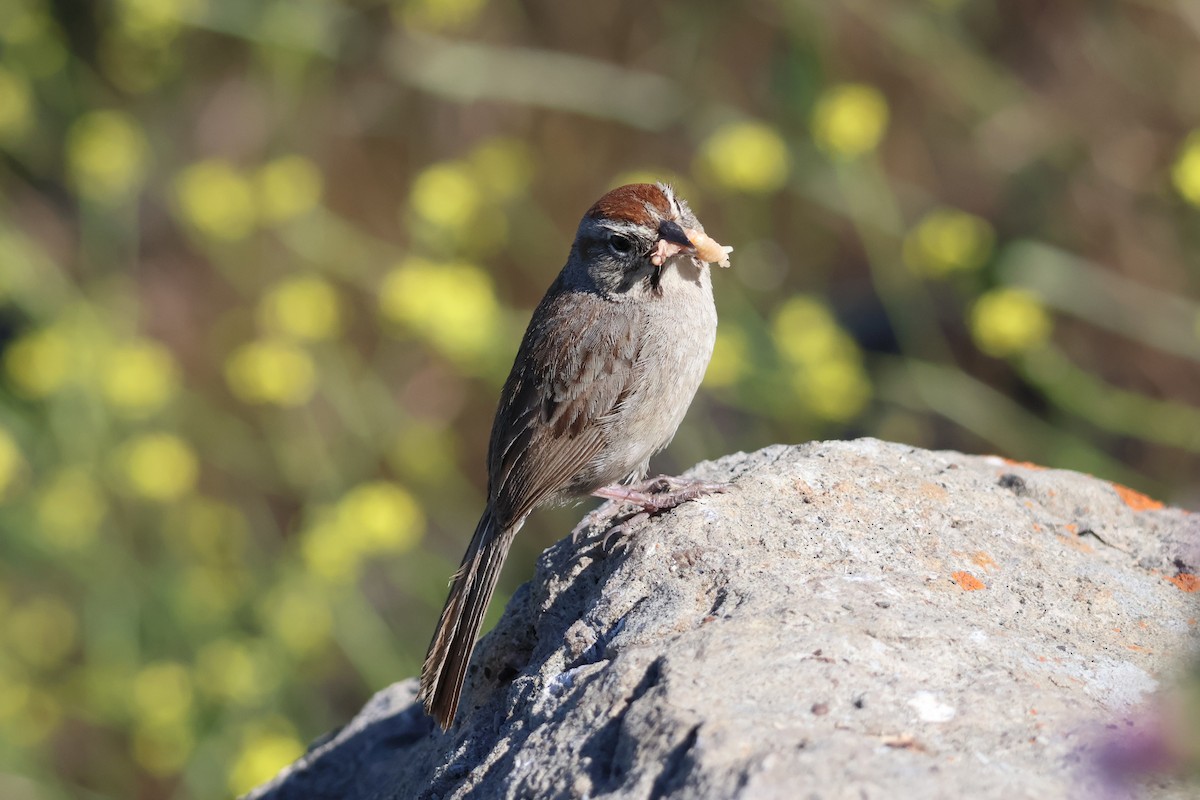 Rufous-crowned Sparrow - Eric Cameron