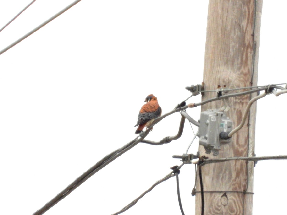 American Kestrel - ML619821766