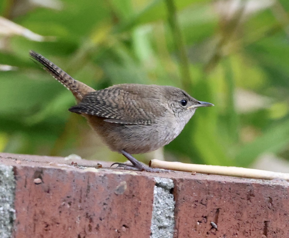 House Wren - ML619821787