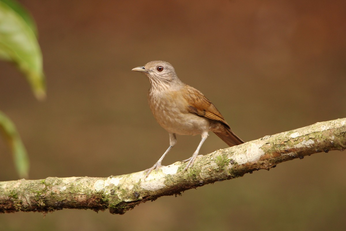 Pale-breasted Thrush - ML619821790