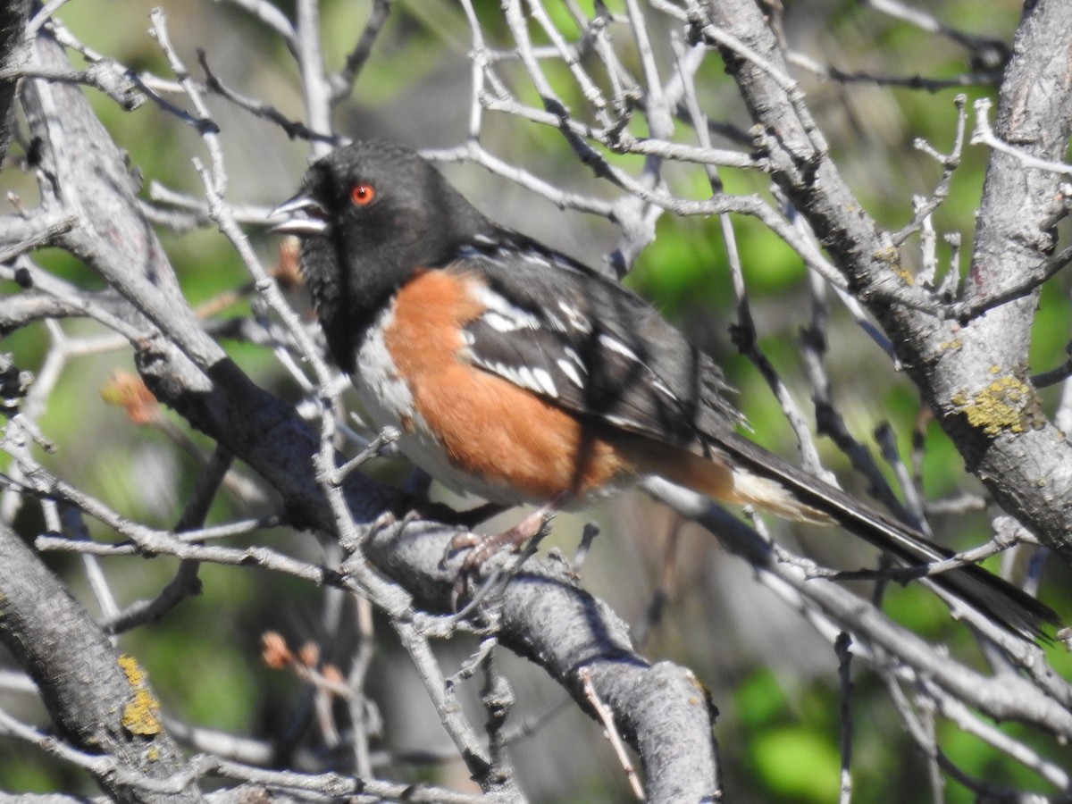 Spotted Towhee - ML619821824