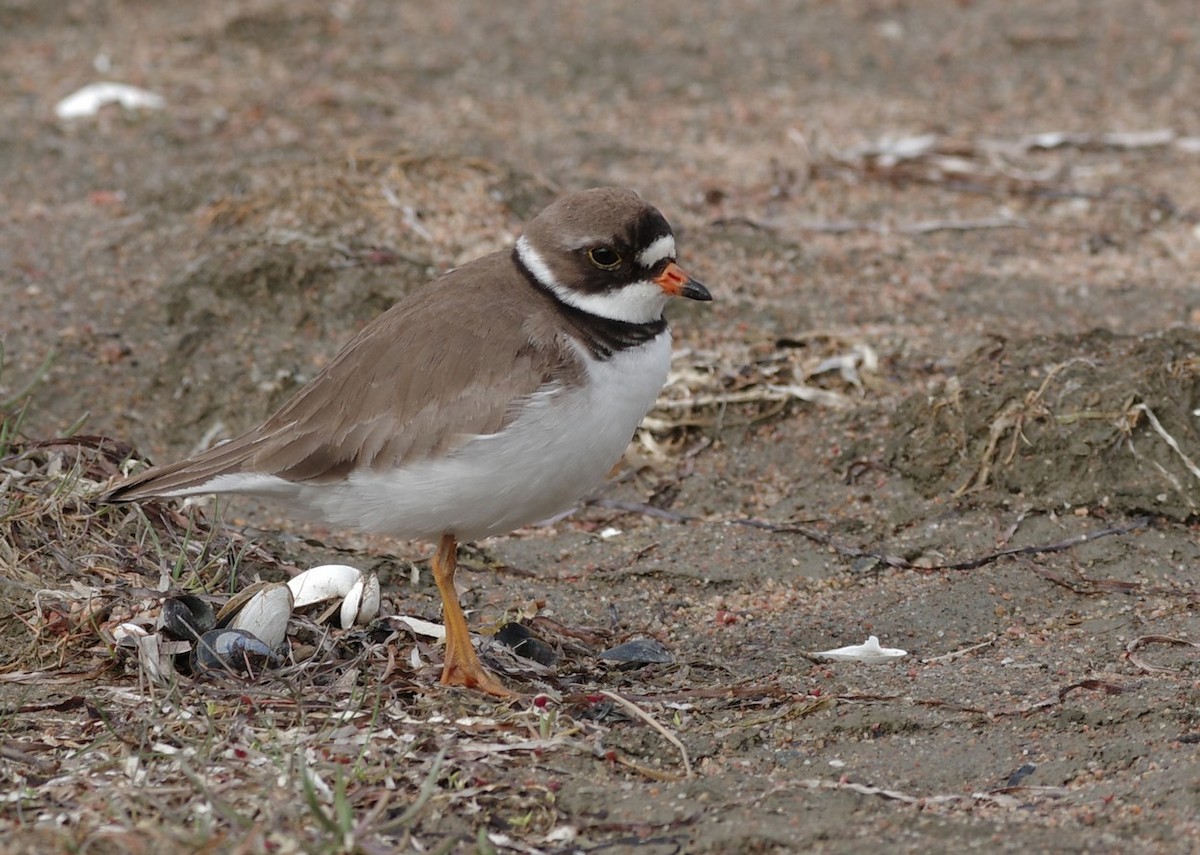Semipalmated Plover - ML619821843