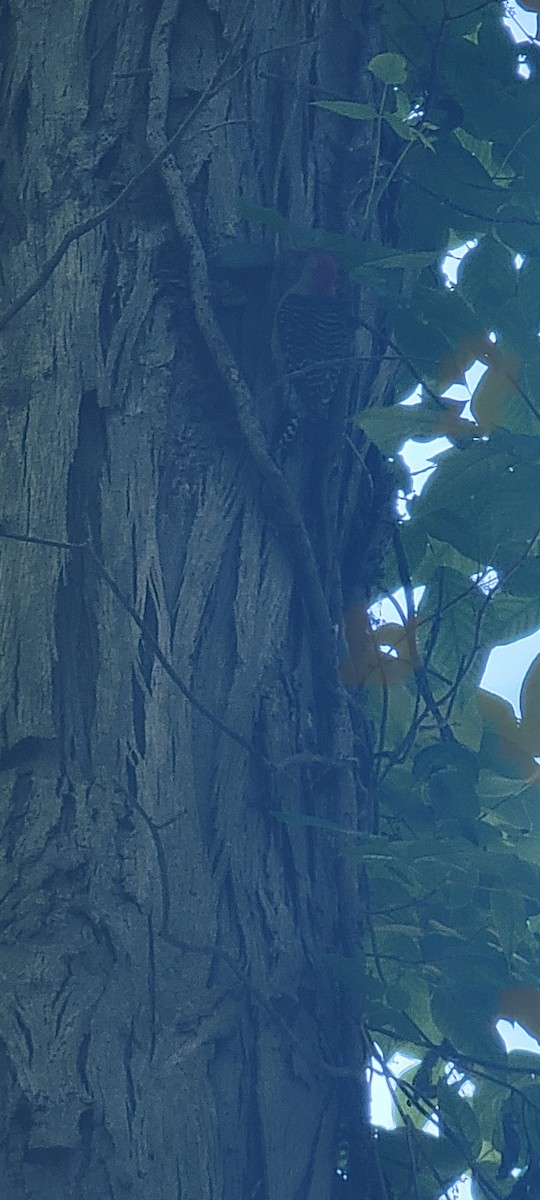 Red-bellied Woodpecker - ML619821852