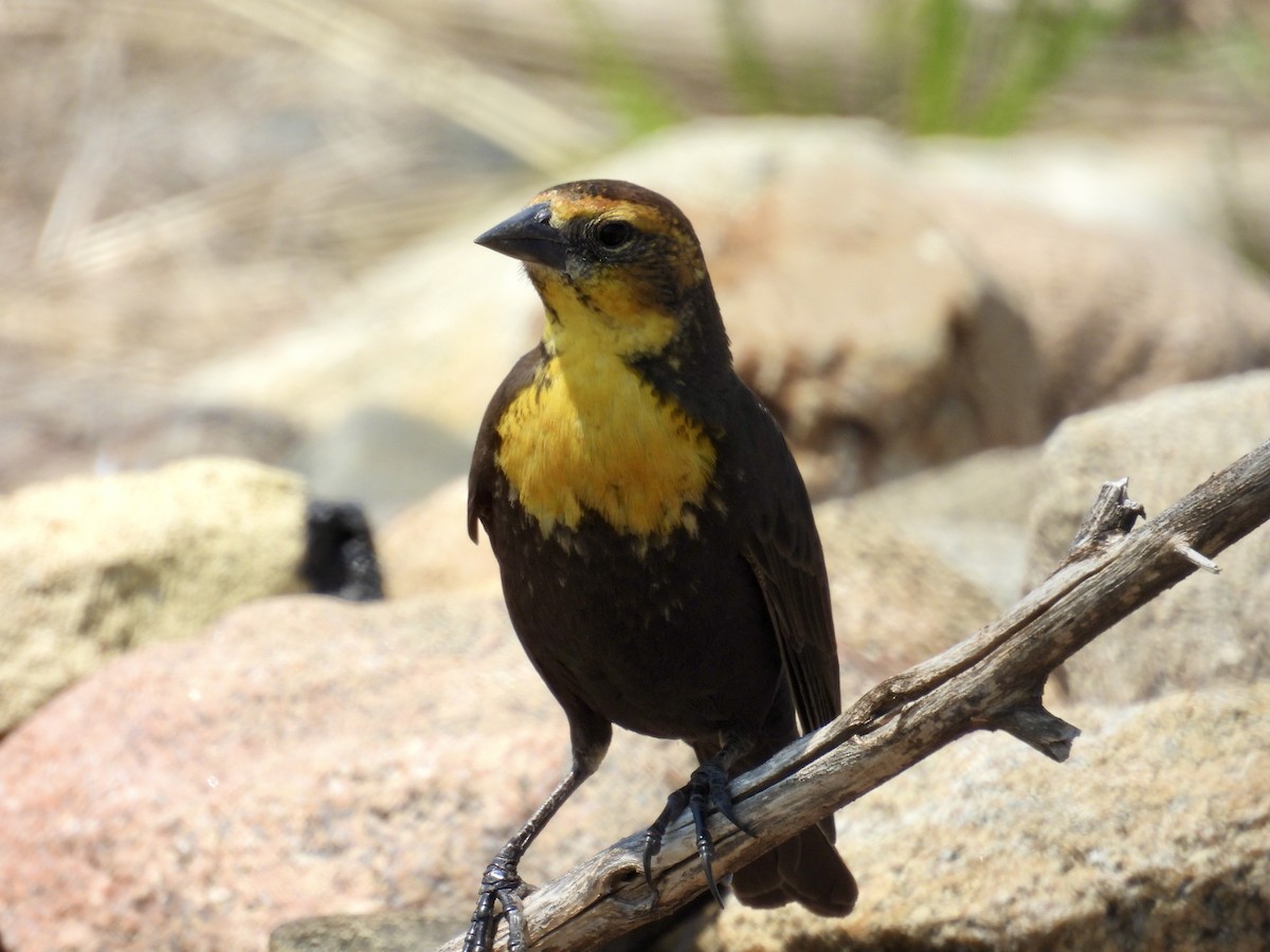 Yellow-headed Blackbird - ML619821856