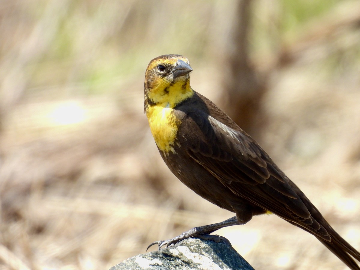 Yellow-headed Blackbird - ML619821859