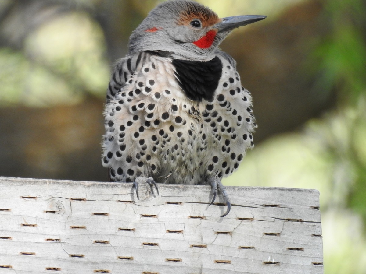 Northern Flicker - ML619821864