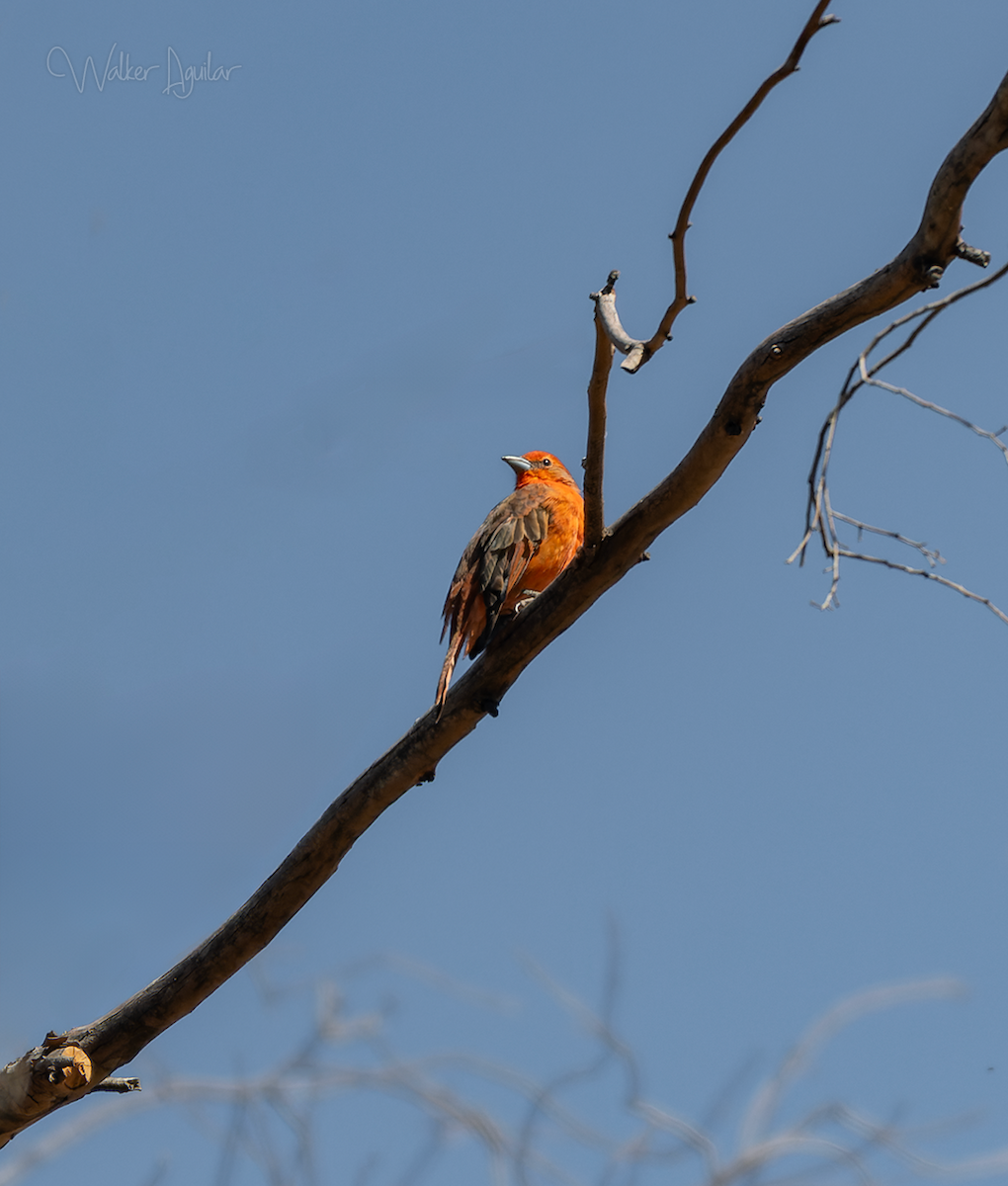 Hepatic Tanager - ML619821872