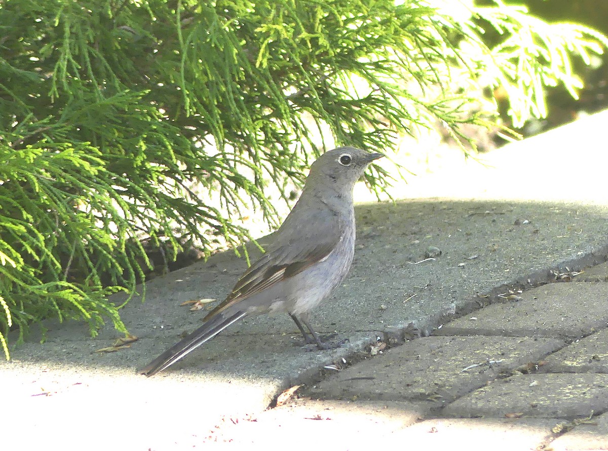 Townsend's Solitaire - ML619821877