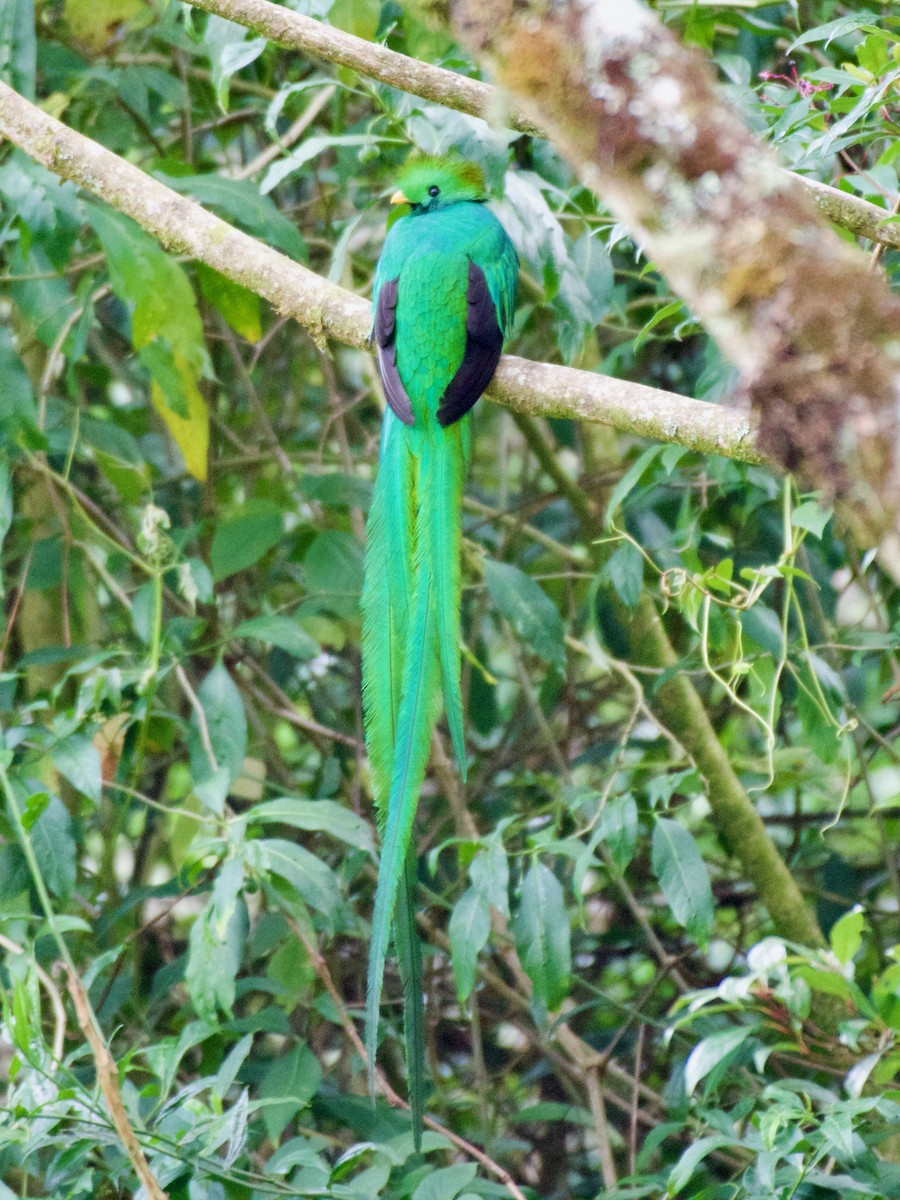 Resplendent Quetzal - ML619821886