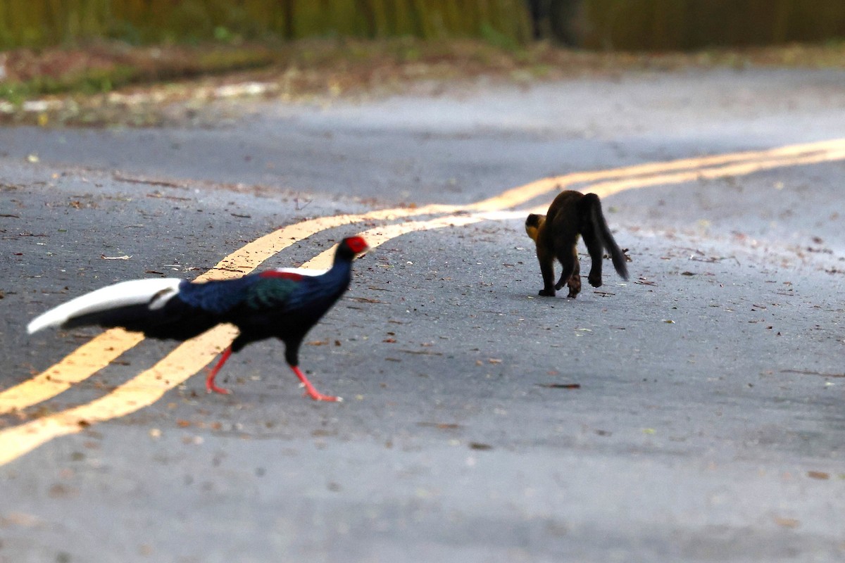 Swinhoe's Pheasant - ML619821890