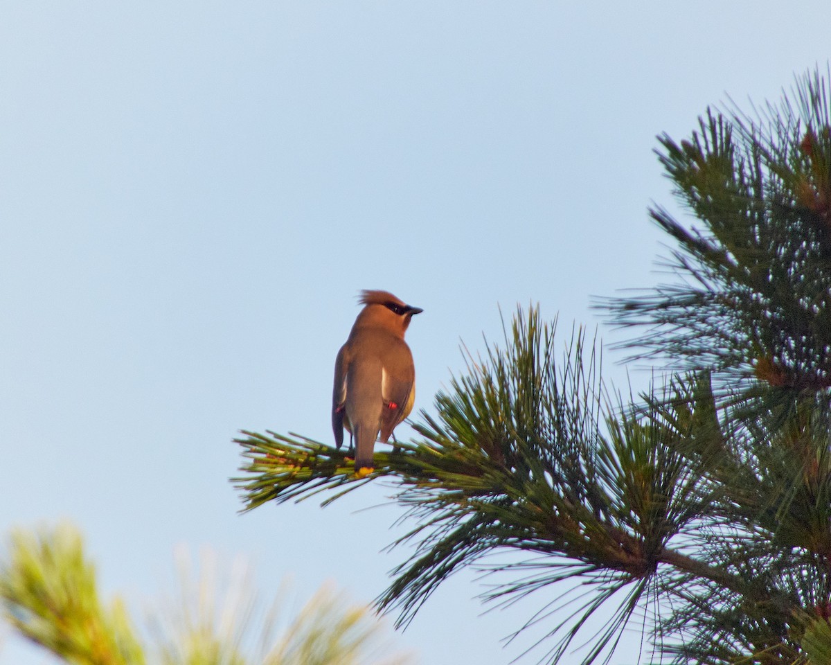 Cedar Waxwing - ML619821891