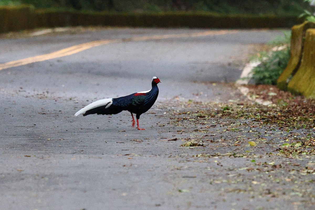 Swinhoe's Pheasant - ML619821897