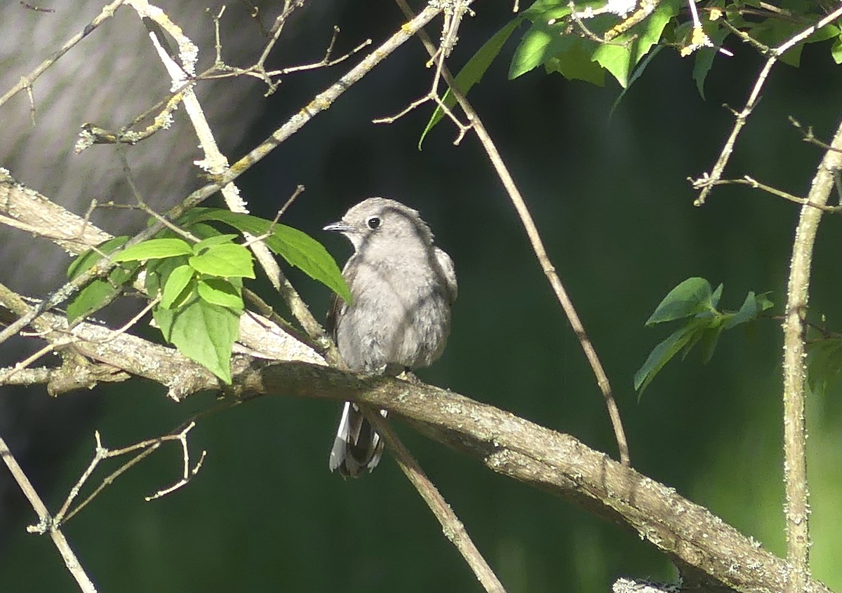 Townsend's Solitaire - ML619821898