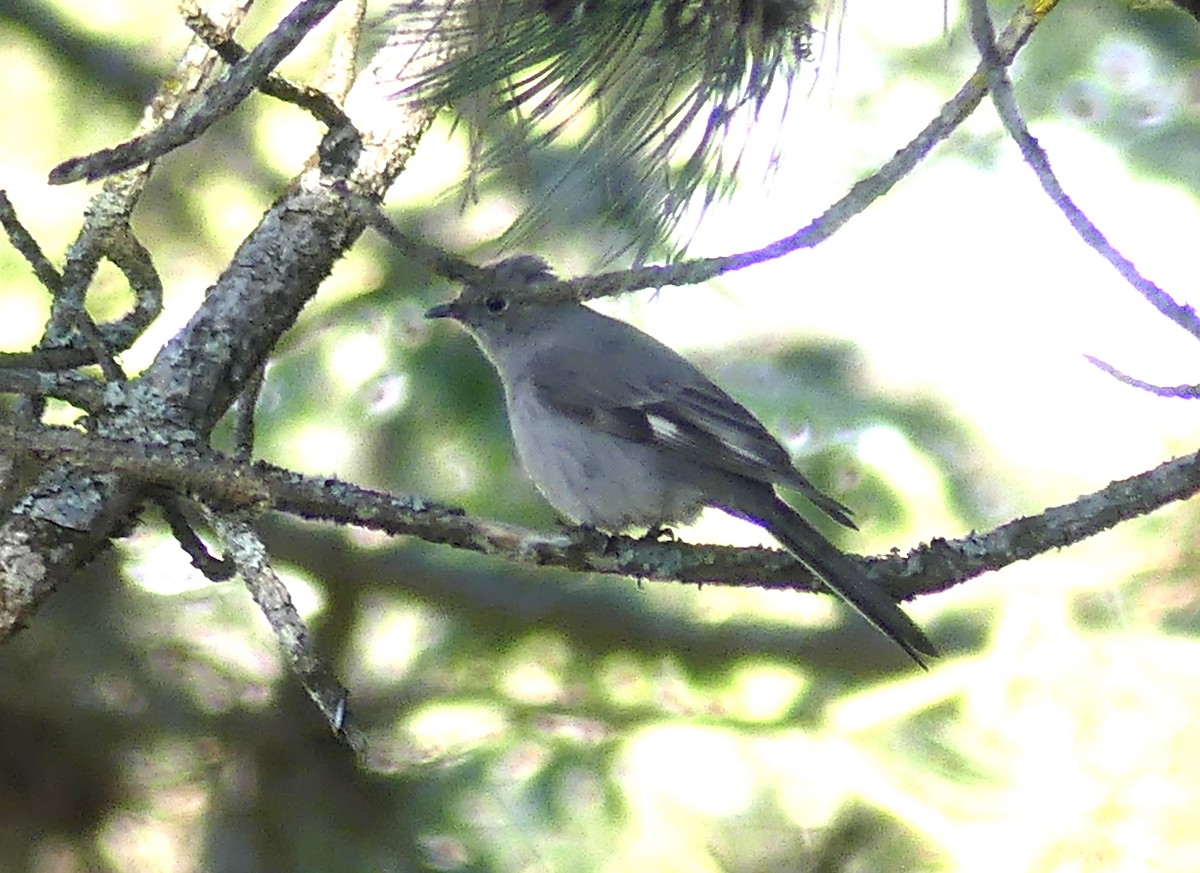 Townsend's Solitaire - ML619821901