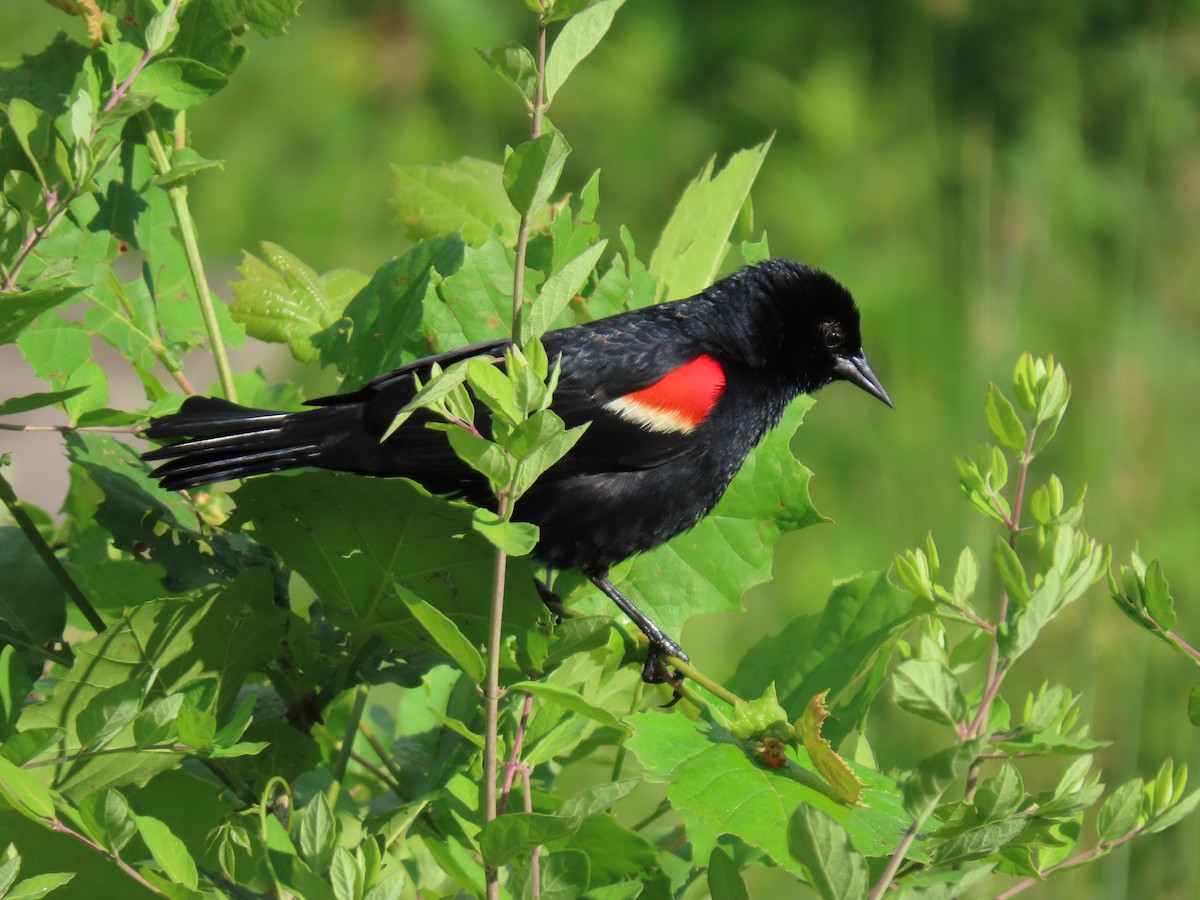 Red-winged Blackbird - ML619821904