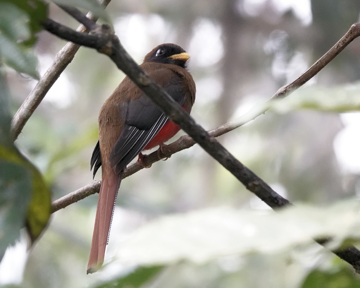 Trogon masqué - ML619821910