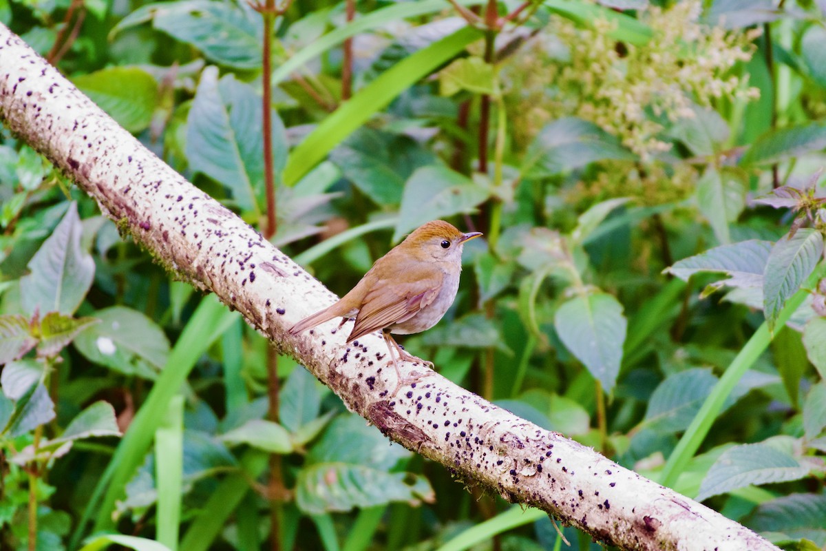 Ruddy-capped Nightingale-Thrush - ML619821914