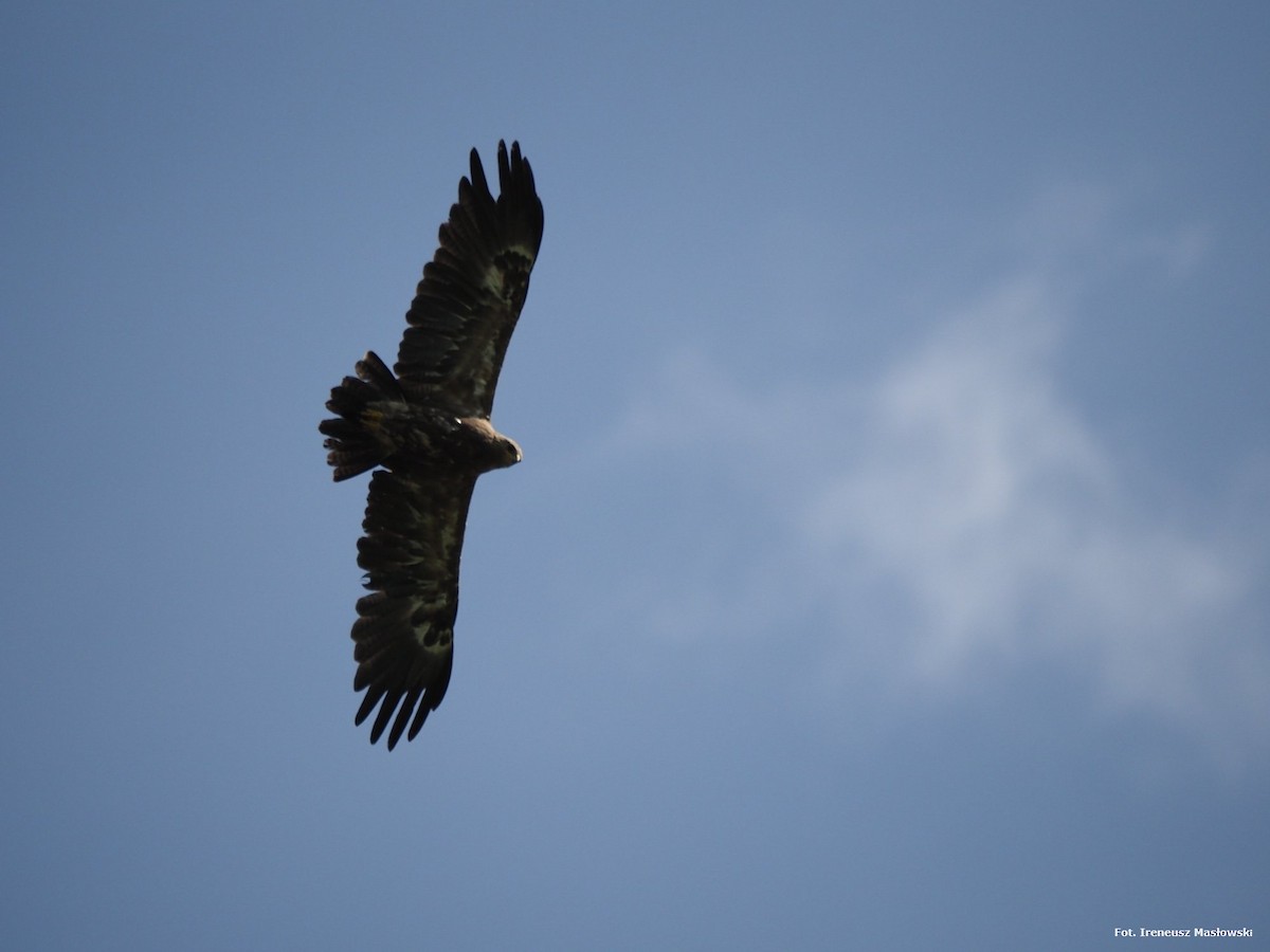 Lesser Spotted Eagle - ML619821915
