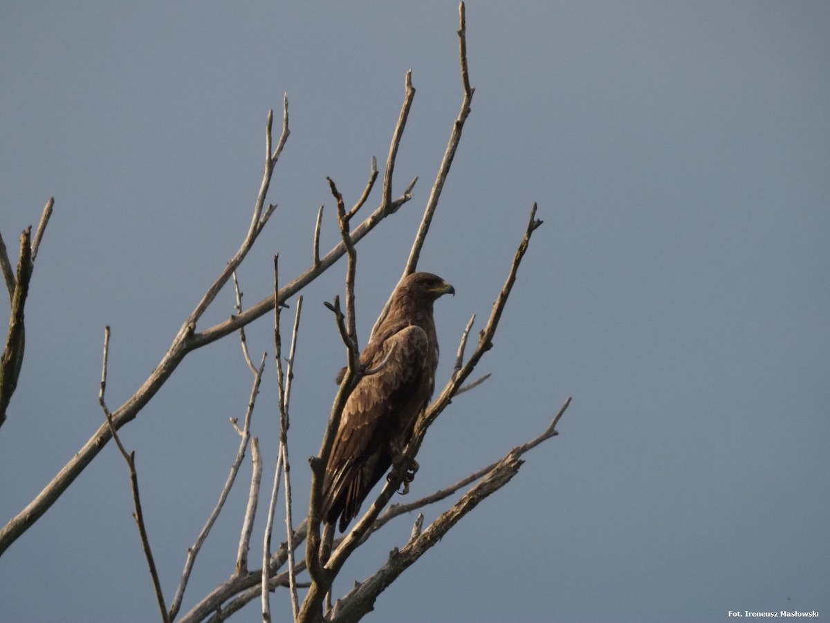 Lesser Spotted Eagle - ML619821916