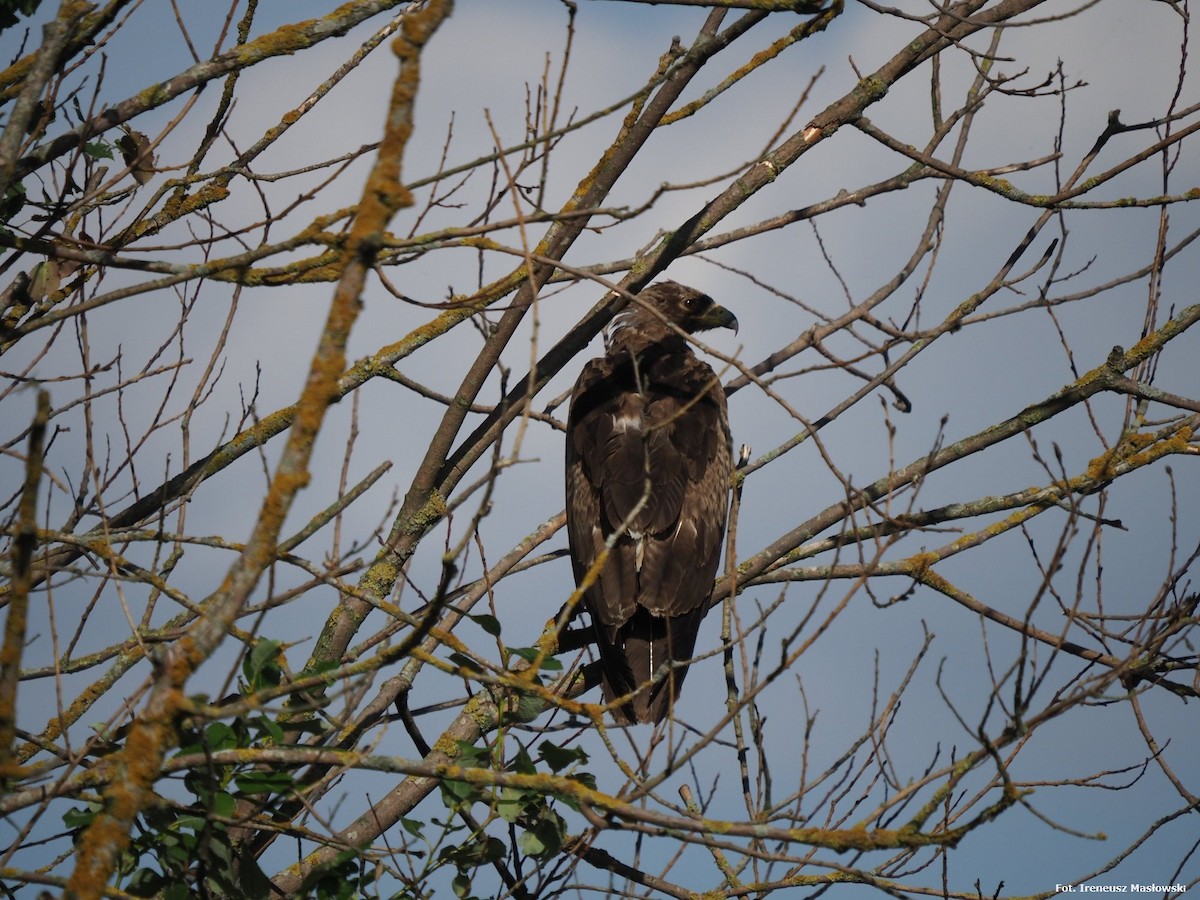 Lesser Spotted Eagle - ML619821917