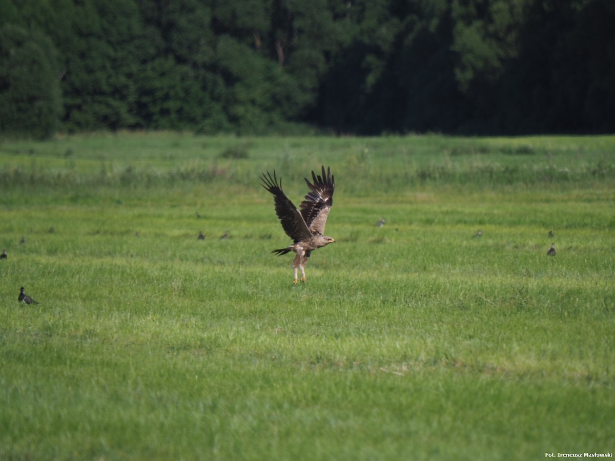Lesser Spotted Eagle - Sławomir Niedźwiecki