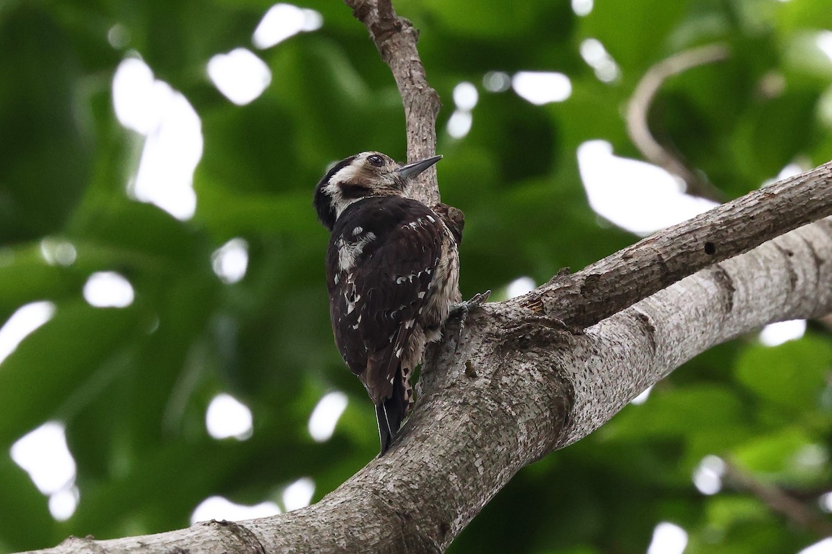Gray-capped Pygmy Woodpecker - ML619821920