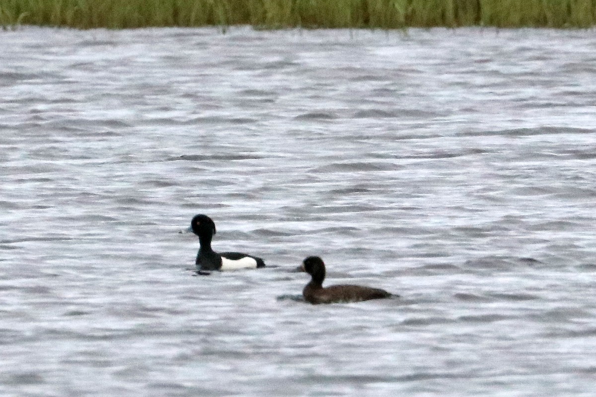 Tufted Duck - Jason Wilder