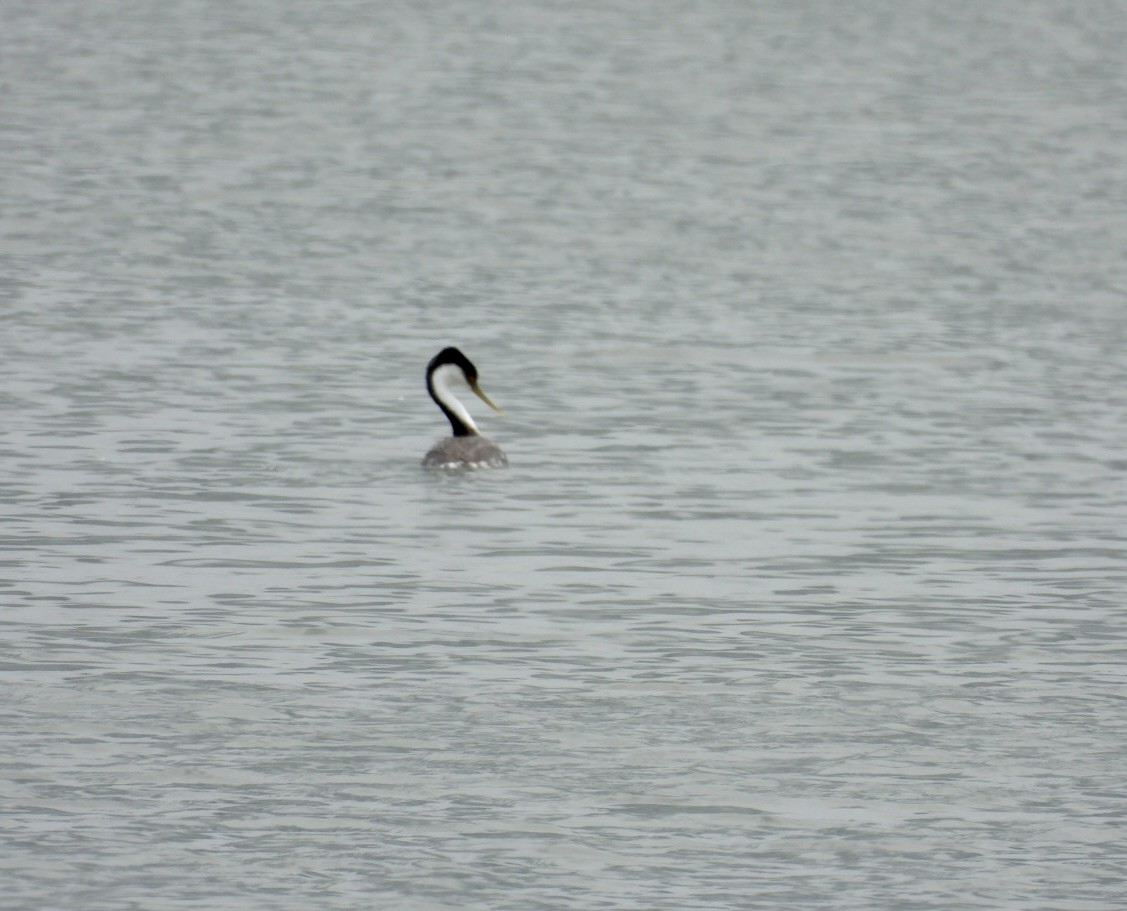 Western Grebe - ML619821938