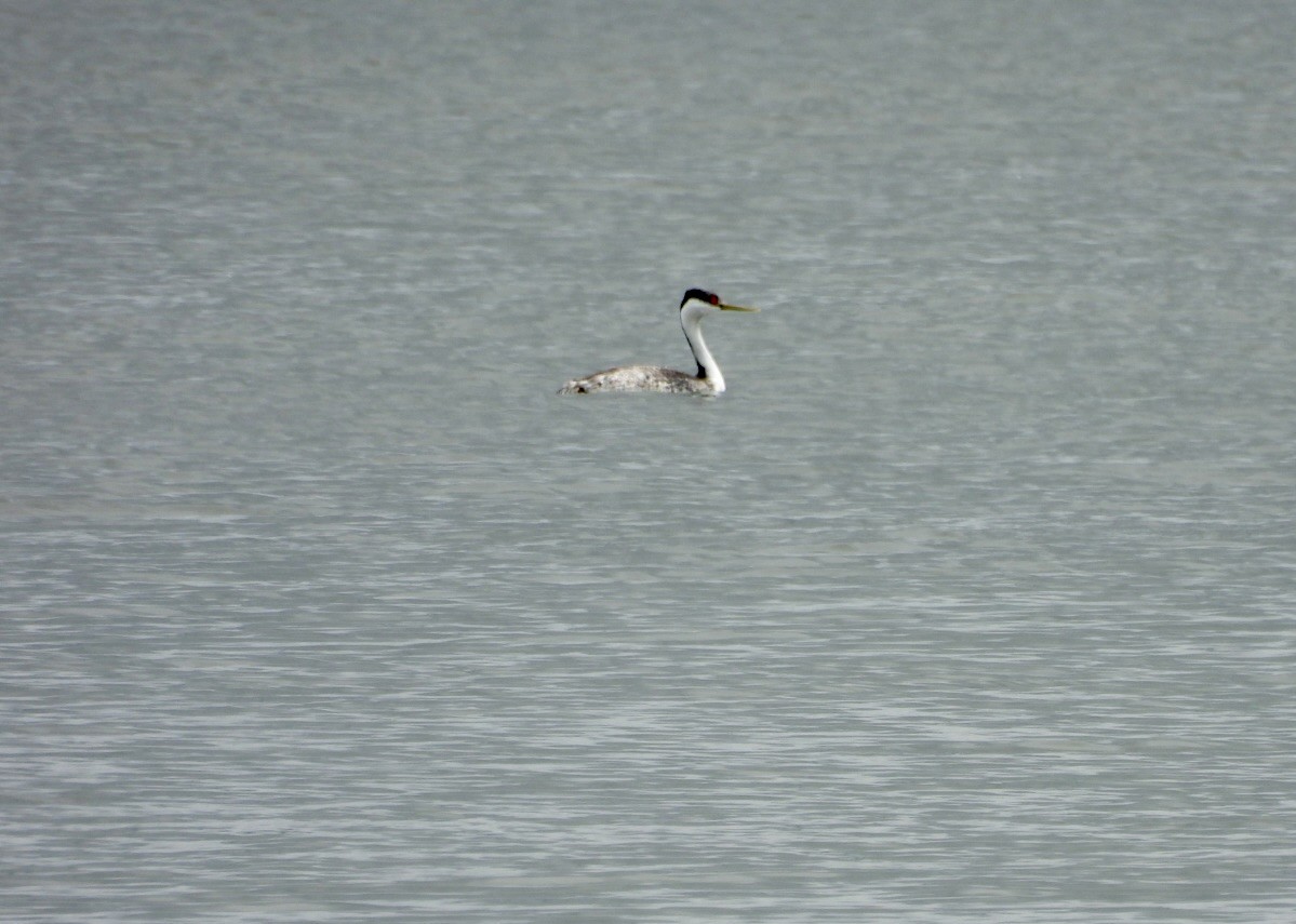 Western Grebe - ML619821940