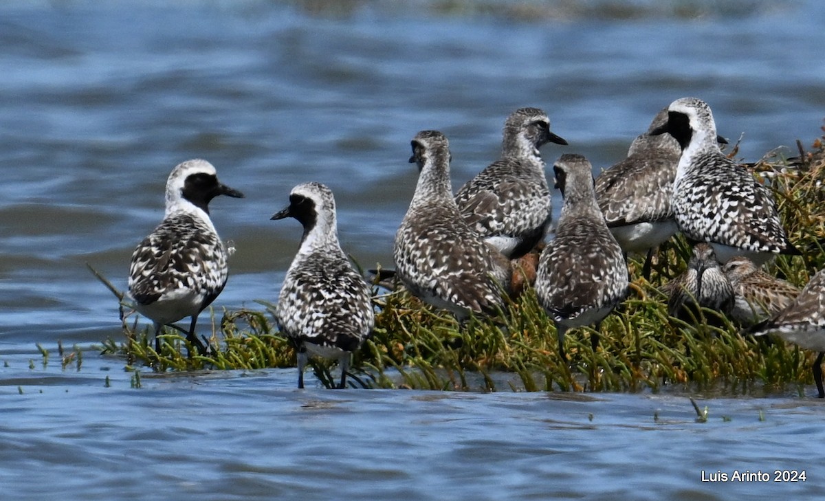 Black-bellied Plover - ML619821941