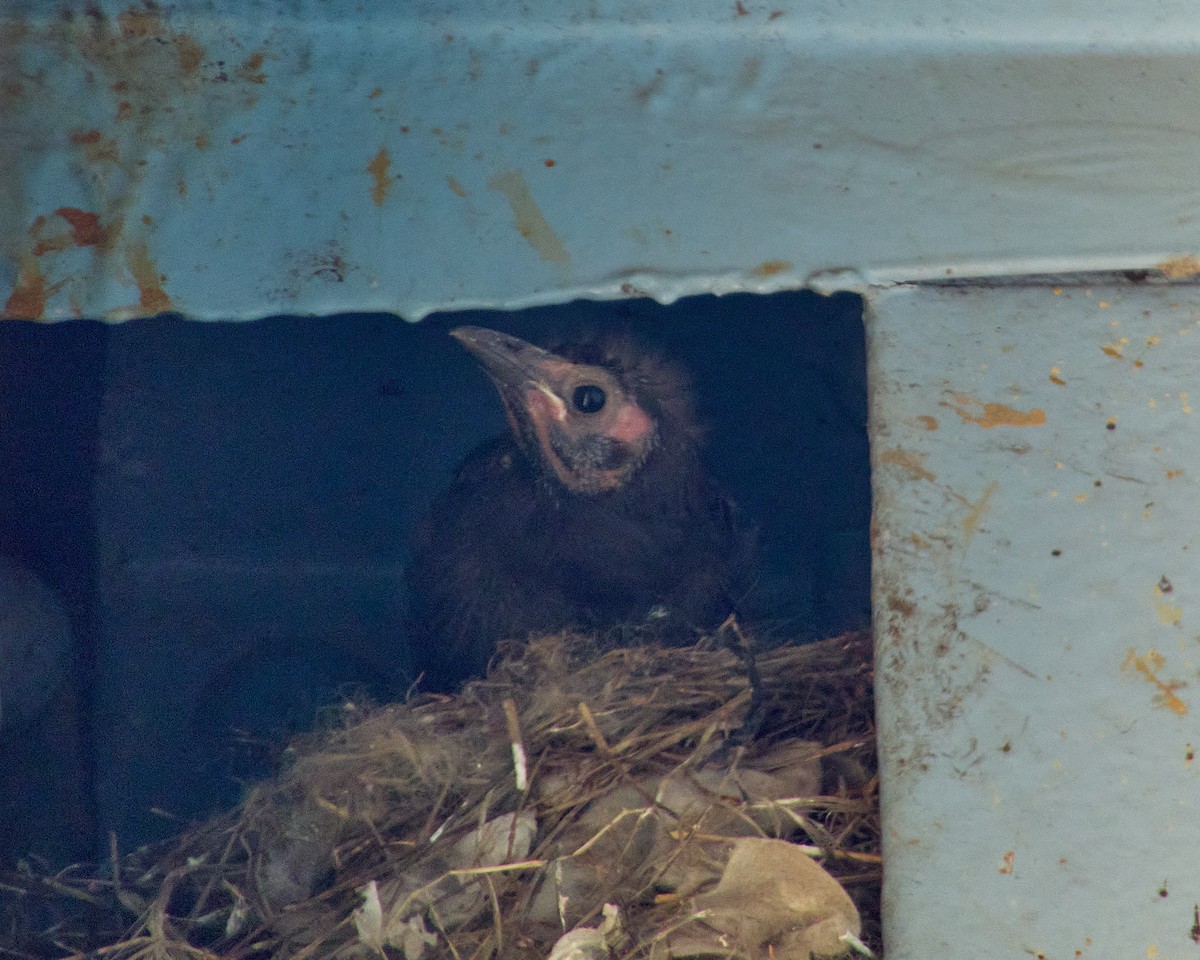Common Grackle - ML619821956