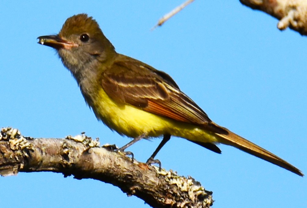 Great Crested Flycatcher - ML619821970