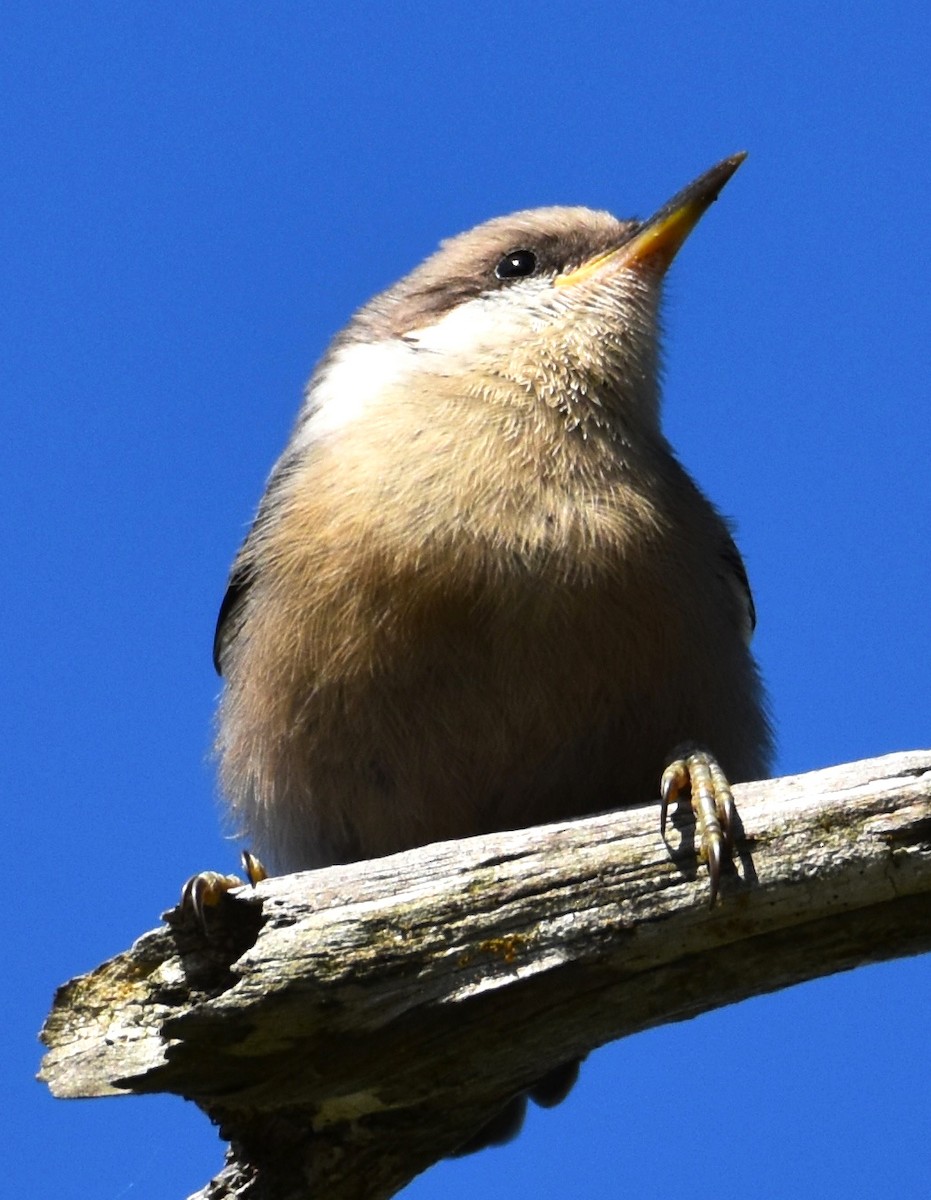 Brown-headed Nuthatch - ML619821976