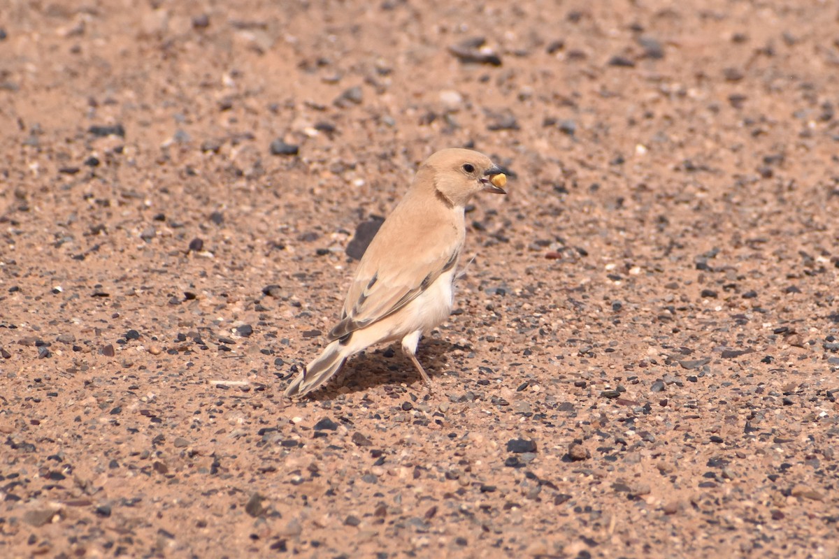 Desert Sparrow - ML619821988