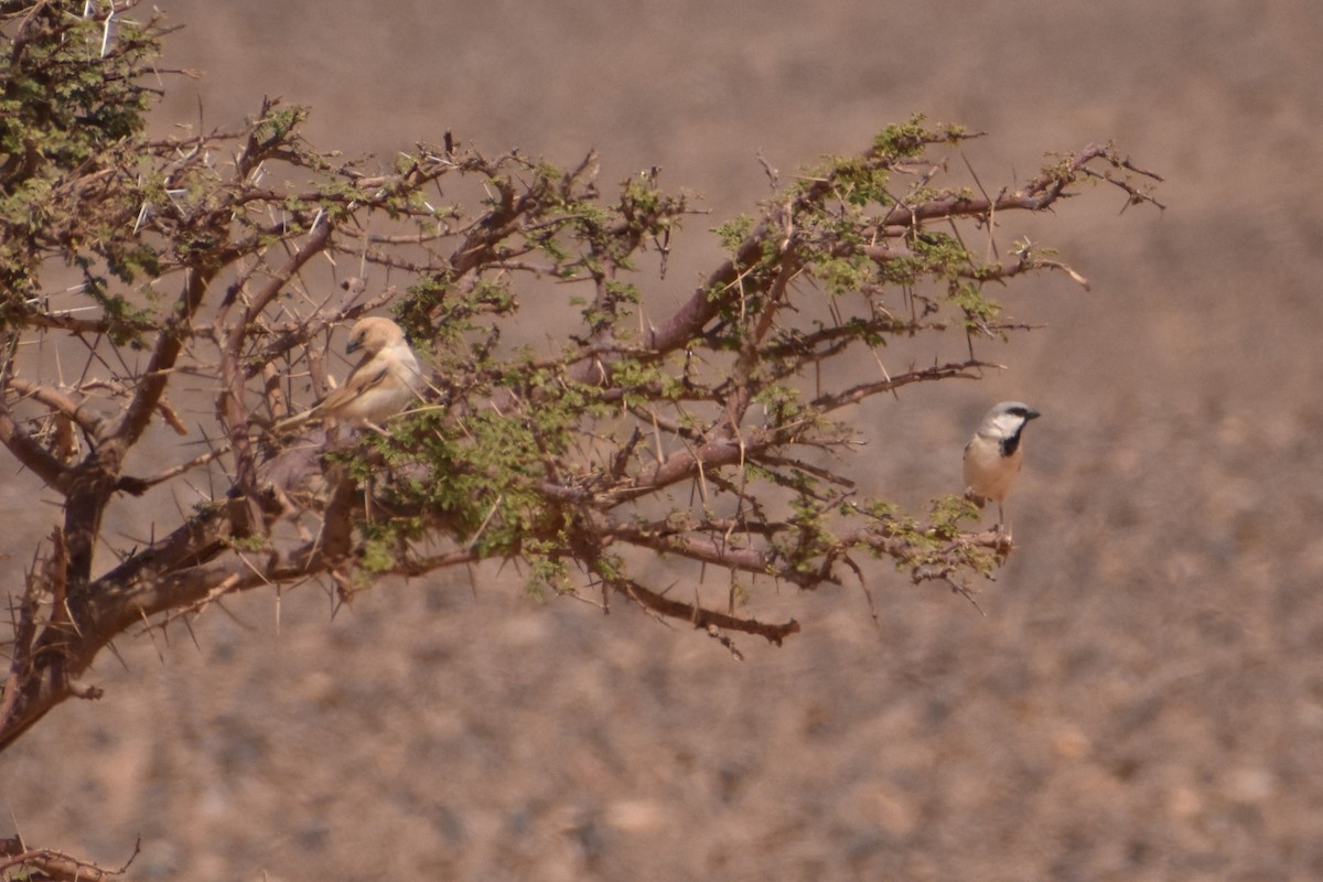 Desert Sparrow - ML619821990