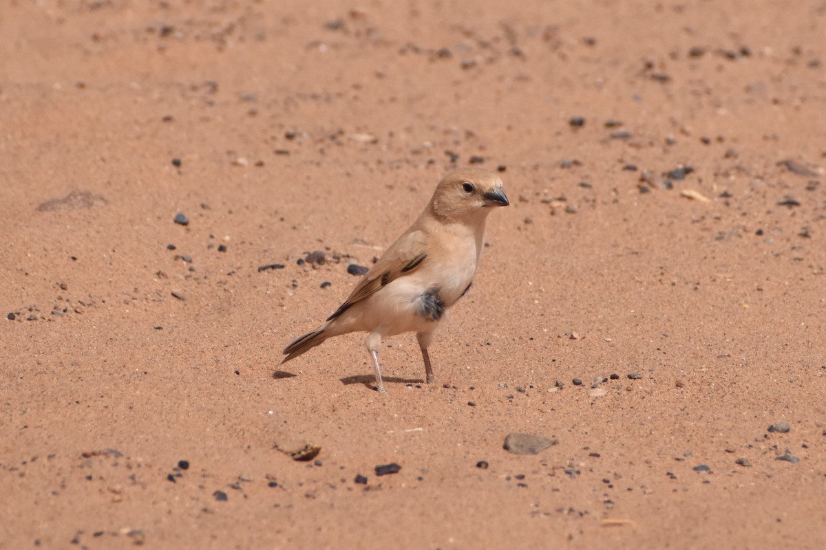 Desert Sparrow - ML619821991