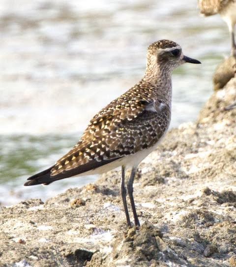 American Golden-Plover - Erick Castro Vargas