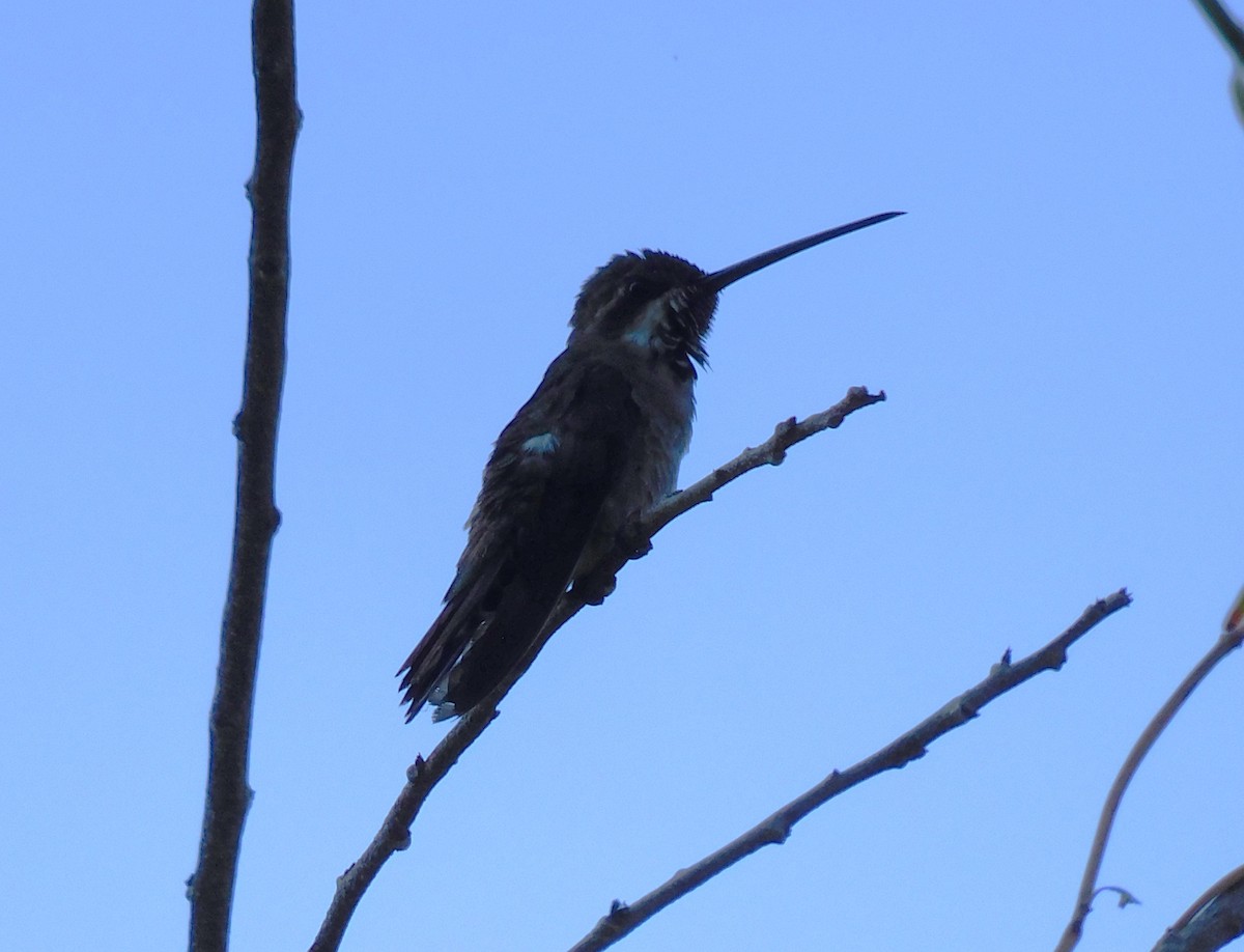 kolibřík achátový - ML619822012