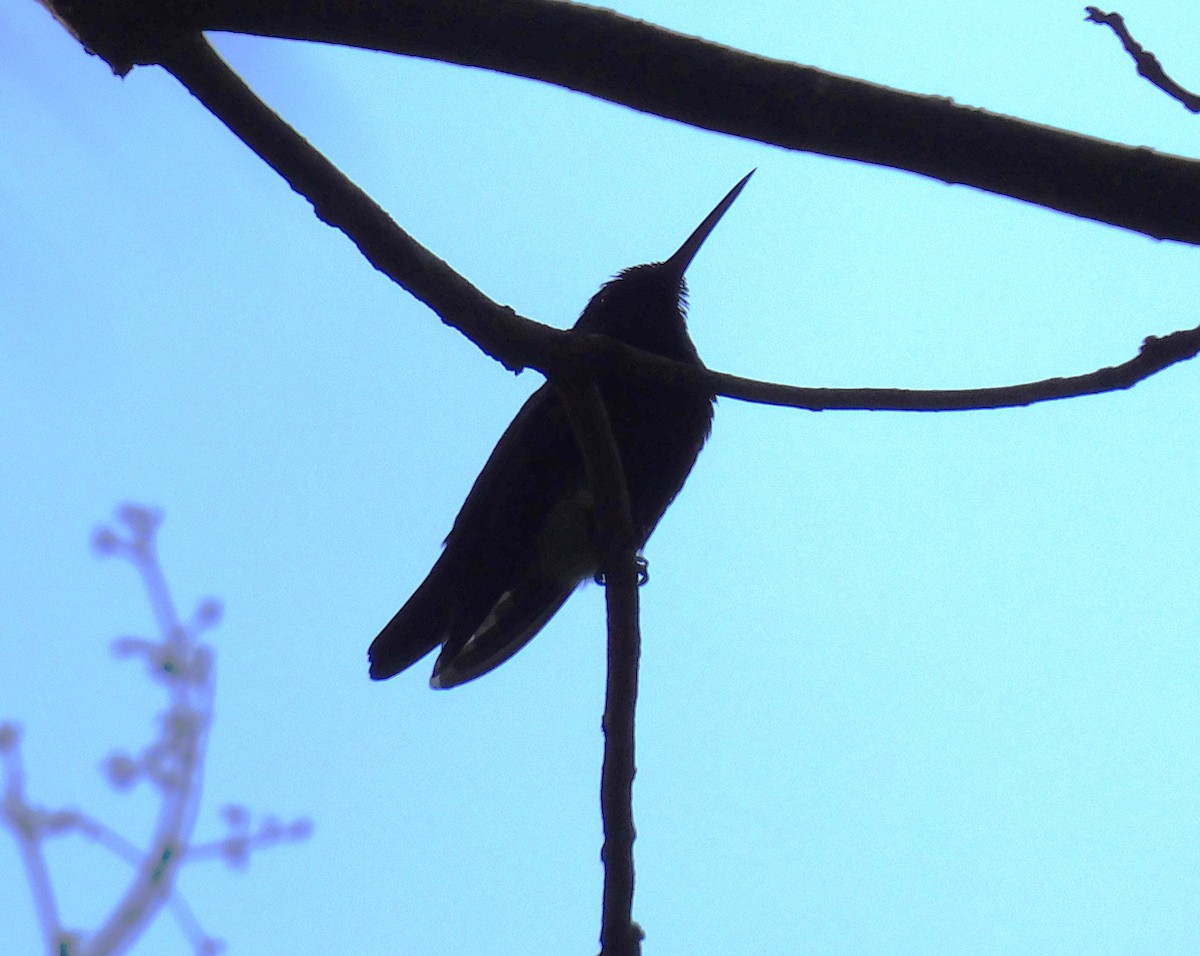 kolibřík mexický - ML619822014