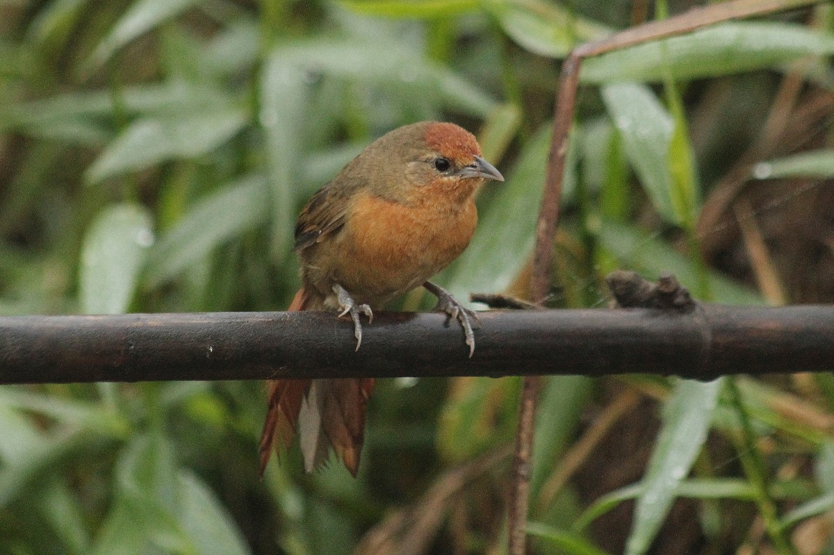 Orange-breasted Thornbird - ML619822025