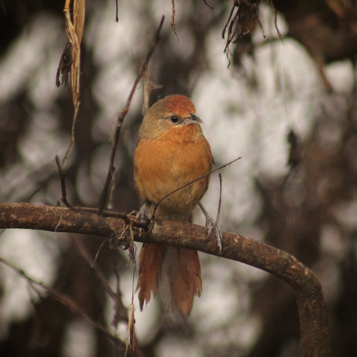 Orange-breasted Thornbird - ML619822026