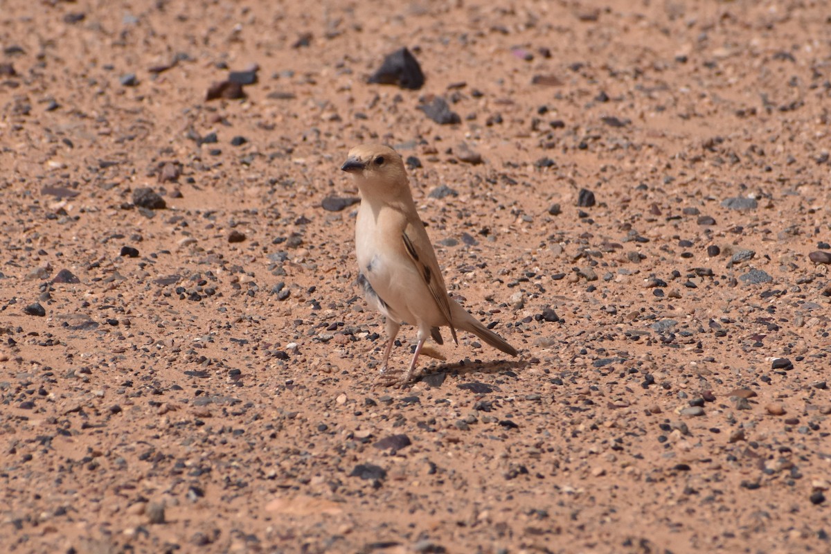 Desert Sparrow - ML619822027