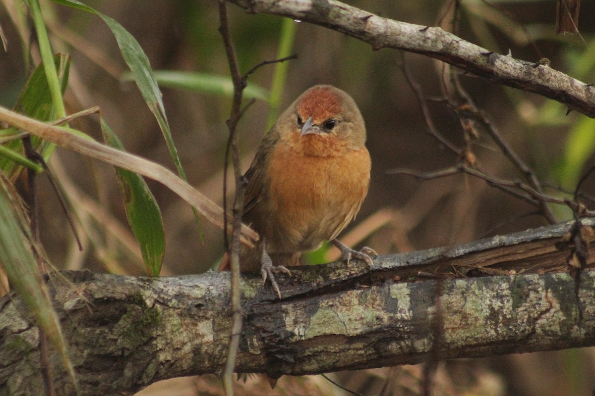 Orange-breasted Thornbird - ML619822028